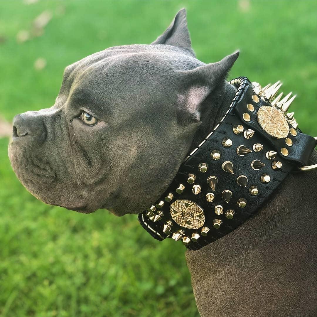 Bestia "Imperium" Show Collar | Hand Stitched 8cm Wide | European Leather - A Horizon Dawn