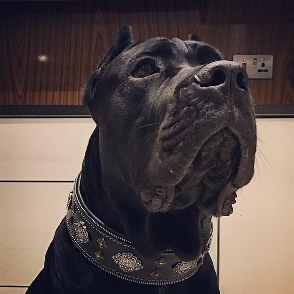 Aztec Black Leather Dog Collar - Handcrafted European Artisan Design - A Horizon Dawn