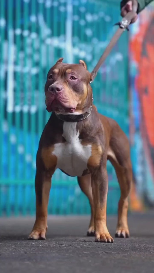 Aztec Brown Leather Dog Collar - Handcrafted European Artisan Design - A Horizon Dawn