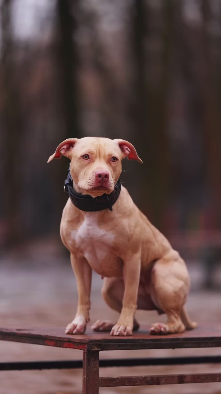 Bestia "BATMAN" Dog Collar | Premium European Leather | Statement Design - A Horizon Dawn