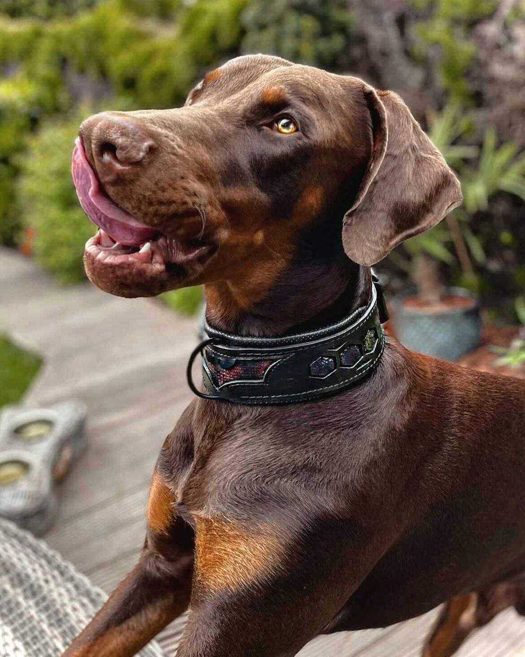 Bestia "BATMAN" Dog Collar | Premium European Leather | Statement Design - A Horizon Dawn