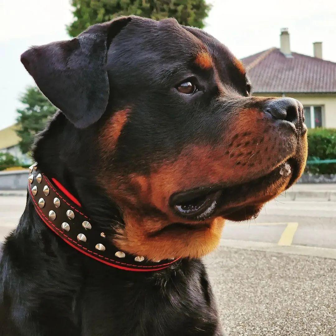Bestia "Boston" Dog Collar | Handcrafted European Leather - A Horizon Dawn