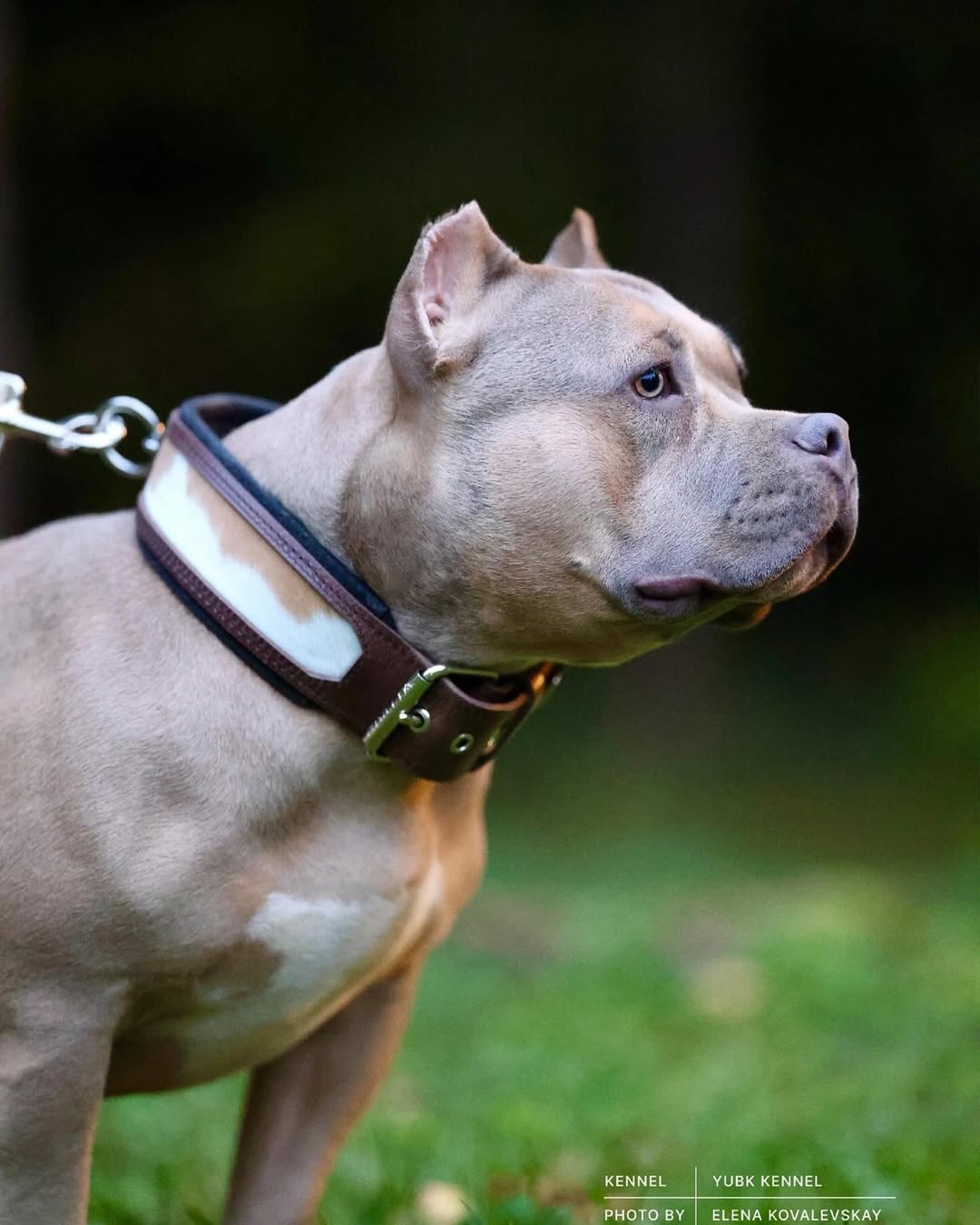 Bestia "Buffalo" Dog Collar | Thick European Leather | Heavy Duty - A Horizon Dawn