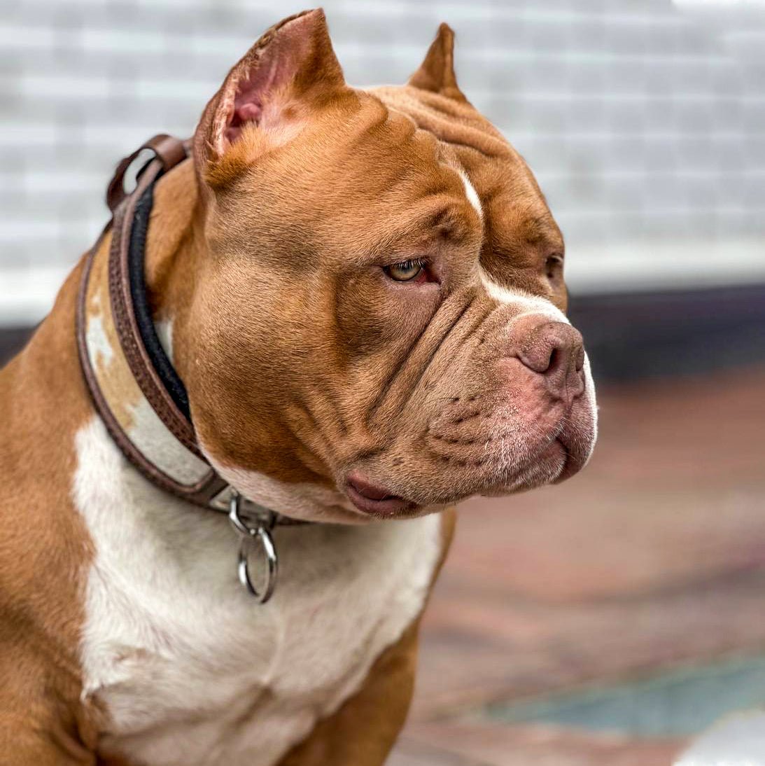 Bestia "Buffalo" Dog Collar | Thick European Leather | Heavy Duty - A Horizon Dawn