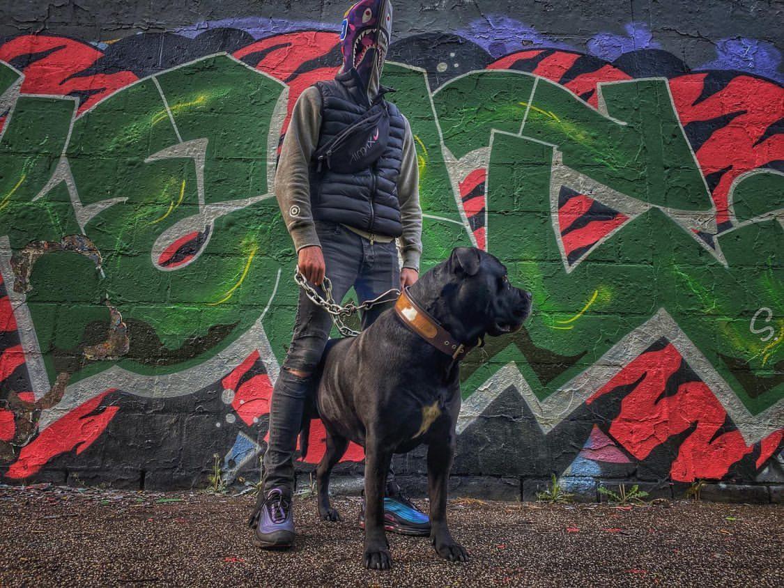 Bestia "Buffalo" Dog Collar | Thick European Leather | Heavy Duty - A Horizon Dawn