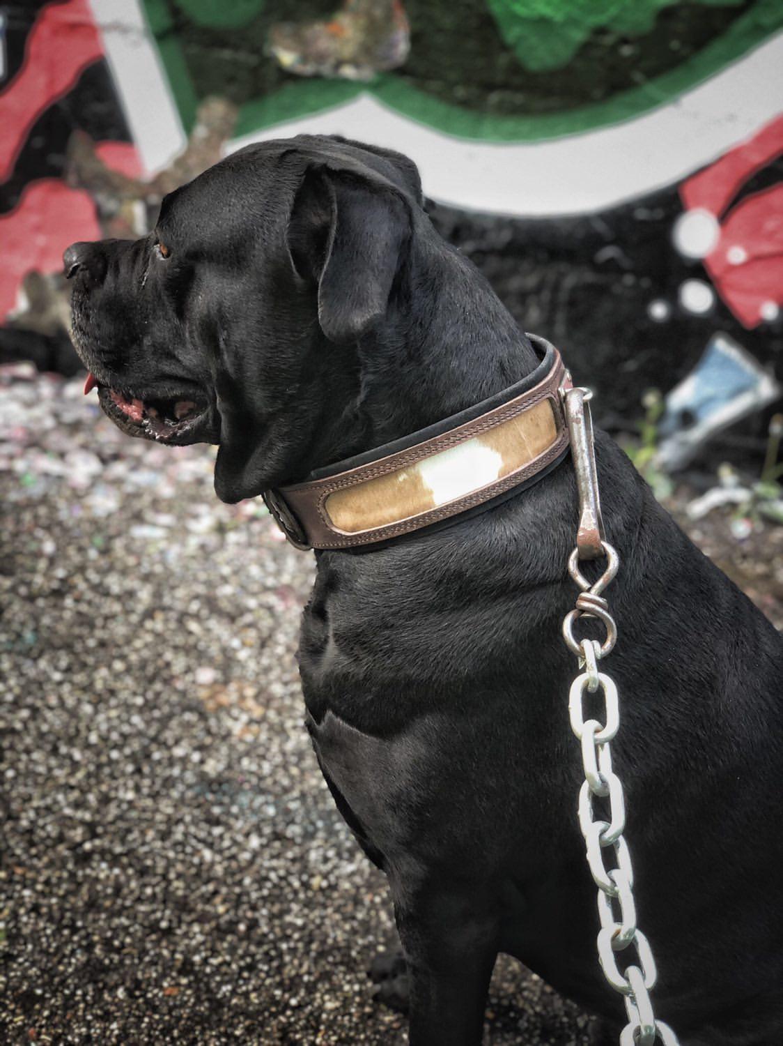 Bestia "Buffalo" Dog Collar | Thick European Leather | Heavy Duty - A Horizon Dawn