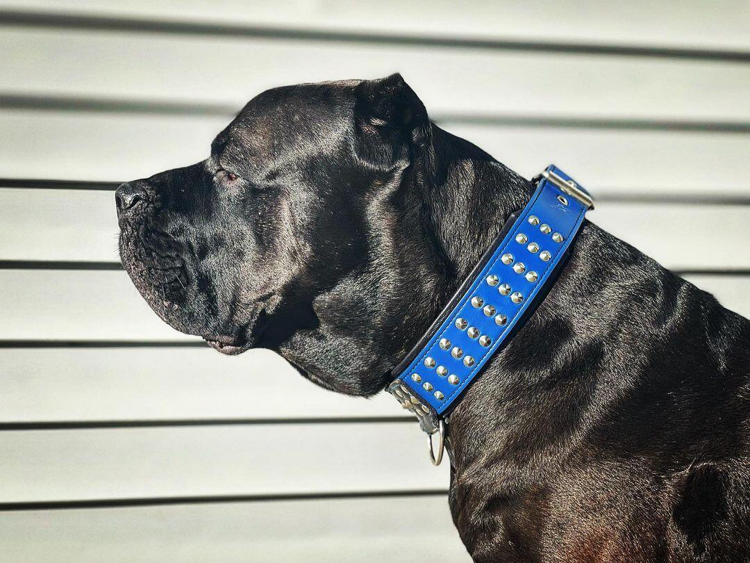 Bestia "Star" Dog Collar | Handcrafted European Leather | Signature Design - A Horizon Dawn
