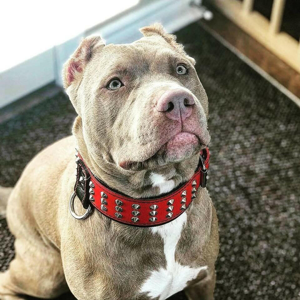 Bestia "Star" Dog Collar | Handcrafted European Leather | Signature Design - A Horizon Dawn