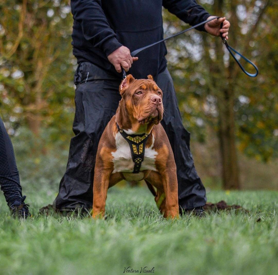 Midas Premium Leather Dog Harness - Handcrafted European Design - A Horizon Dawn